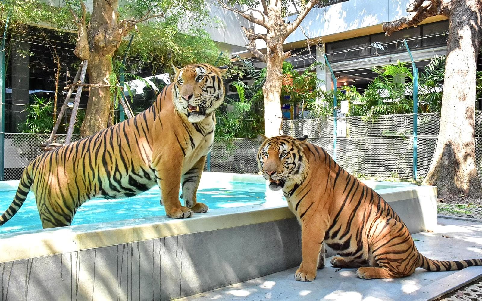 Tiger Park Pattaya