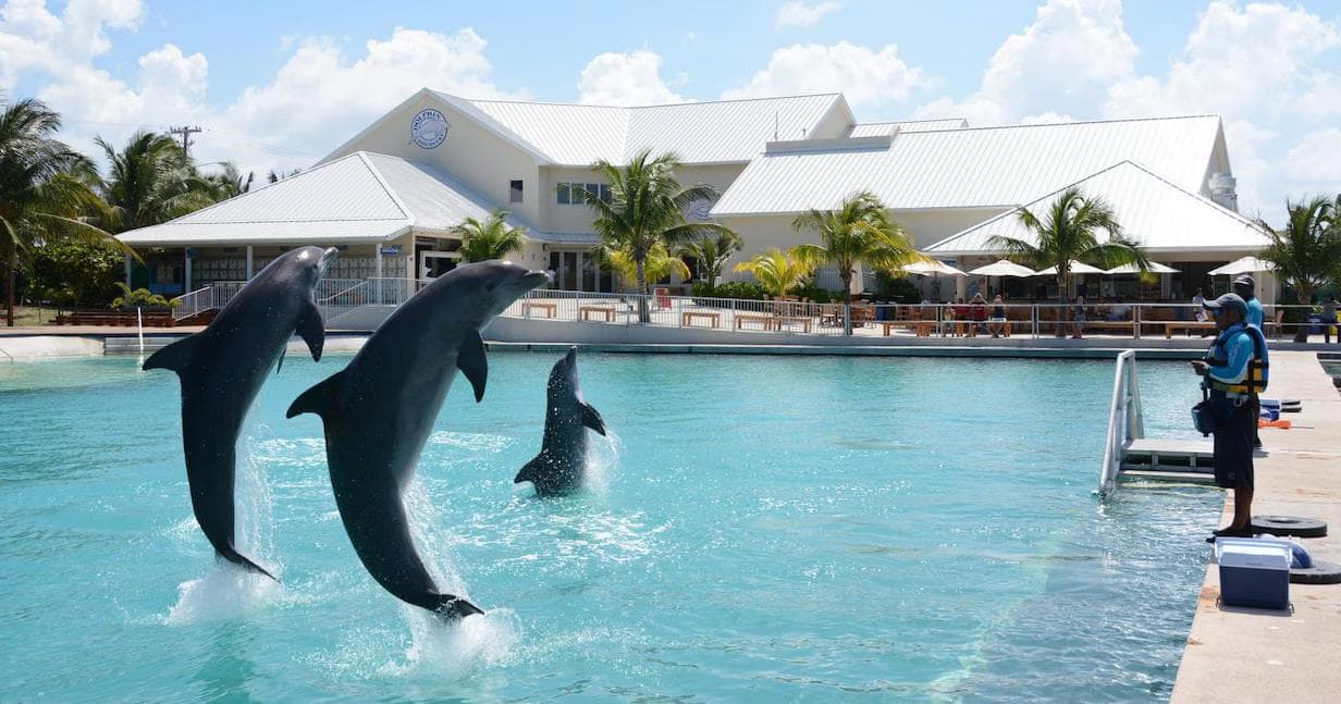 Dolphin Discovery Grand Cayman