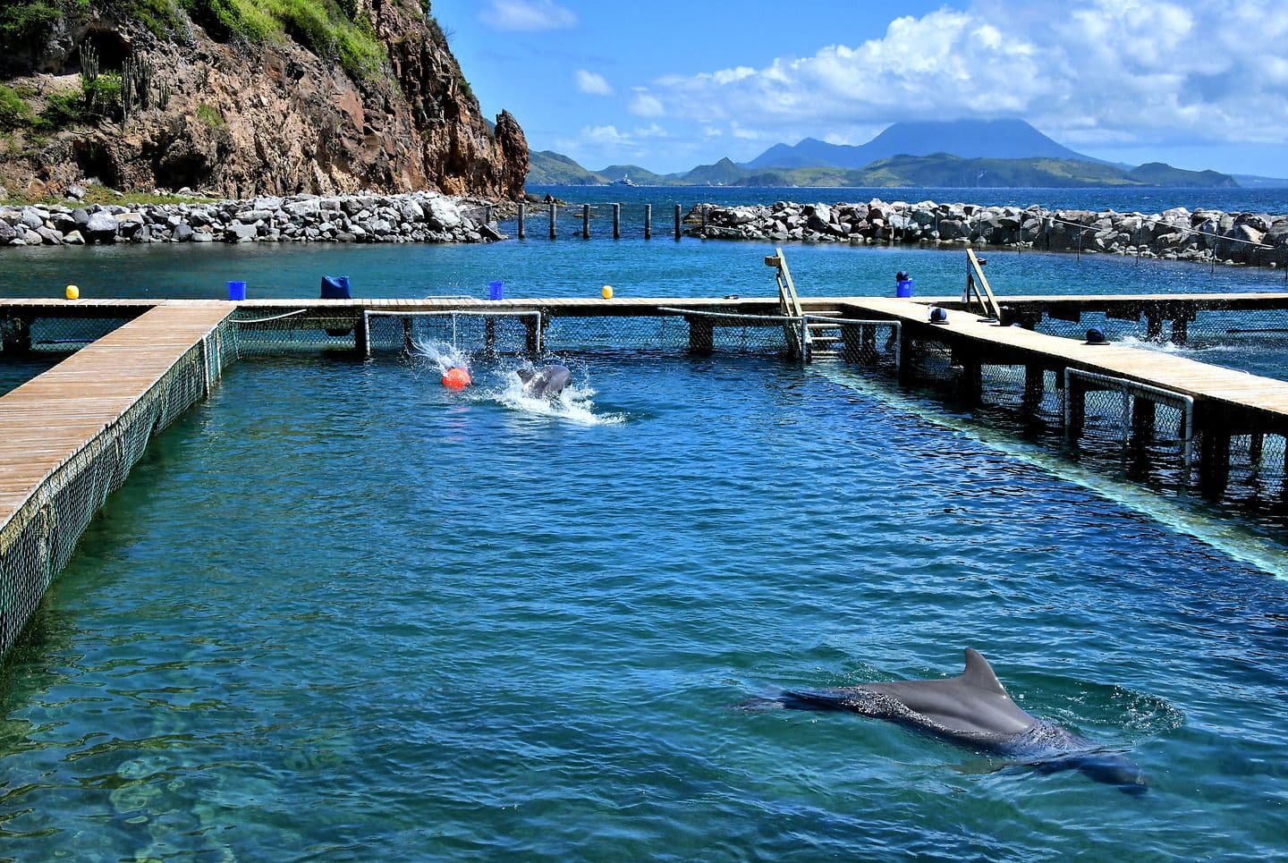 Dolphin Discovery St Kitts