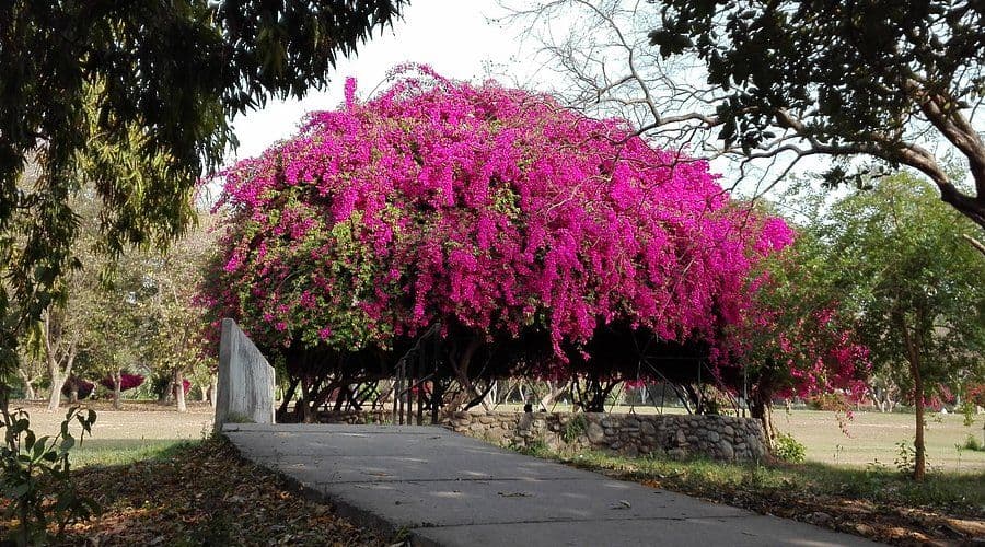 Bougainvillea Garden